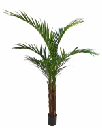 Majestypalm (Ravenea) 160 cm 